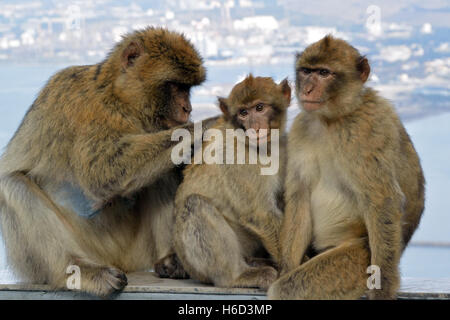 Familie Gruppe von drei Gibraltar Berberaffen auf dem oberen Felsen, der nur wilden Affen in Europa Stockfoto