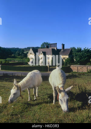 Weiße Esel in einem Feld von Batemans Weiden. Die Heimat von Rudyard Kipling. Burwash. East Sussex. England. UK Stockfoto