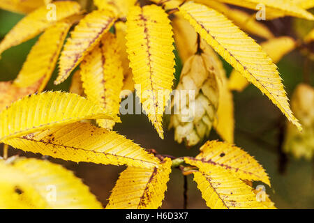 Carpinus japonica Japanischer Hainbuche, gereifte Samen und gelbe Blätter, Herbstblätter vergilben Stockfoto