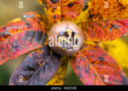 Mispel, Mespilus germanica Früchte Herbst Blätter Reifefrucht Stockfoto