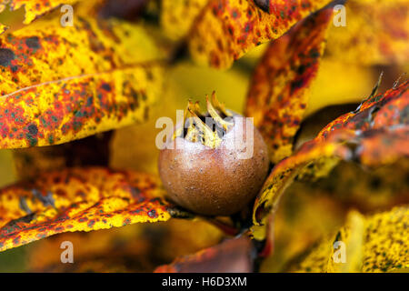 Mispel, Mespilus germanica Herbstblätter reifende Frucht auf einem gemeinsamen Mispel Baum Zweig herbstliche Farben Stockfoto