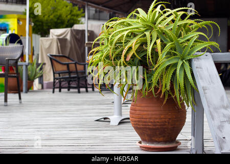 Dekorative Aloe Vera Pflanze im Blumentopf Stockfoto