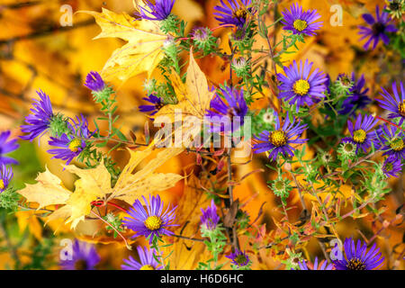 Blaue Blüten des New England Aster Symphyotrichum novae-angliae. Herbstfarben Aster Stockfoto