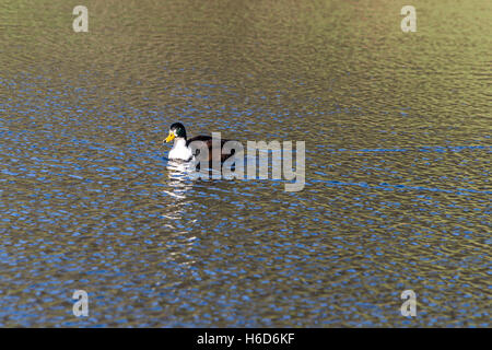 Eine mallard hybrid Ente (Anas platyrhynchos) Schwimmen in einem See Stockfoto