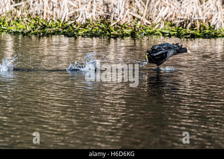 Eine eurasische Blässhuhn (Fulica atra) vom Wasser Stockfoto