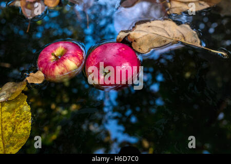 Rote Äpfel und gelbe Herbst Blätter in kaltem Wasser Stockfoto
