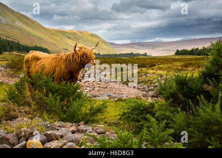 Highland Kuh mit Applecross Fluss und Tal im Hintergrund. Stockfoto