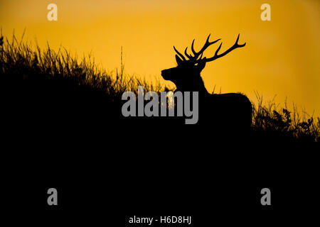 Silhouette von Rotwild Hirsch in goldenes Licht. Stockfoto