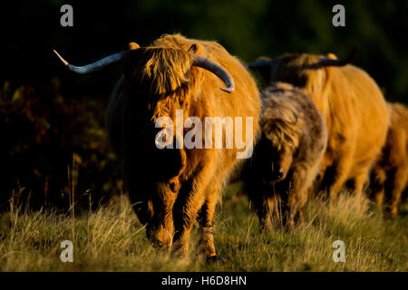 Highland Kühe im morgendlichen Sonnenlicht. Stockfoto