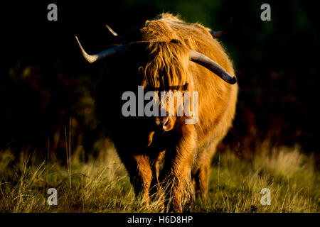 Highland Kuh im morgendlichen Sonnenlicht. Stockfoto