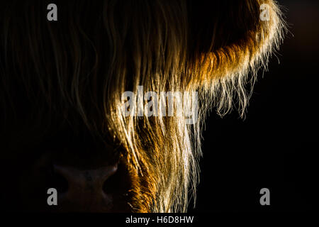 Hinterleuchtete Highland Kuh im morgendlichen Sonnenlicht. Stockfoto