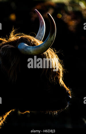 Hinterleuchtete Highland Kuh im morgendlichen Sonnenlicht. Stockfoto