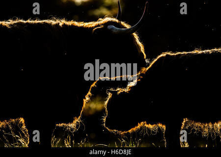 Hinterleuchtete Highland Kuh & Kalb im morgendlichen Sonnenlicht. Stockfoto