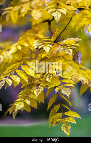 Koelreuteria paniculata 'Apiculata', Goldenrainbaum in Herbstfarben Stockfoto