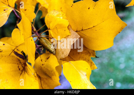 Liriodendron tulipifera 'Fastigiatum', Tulpenbaum Blätter im Herbst Tulpenpappel Baum Laub Liriodendron tulipifera Herbst Blätter Stockfoto