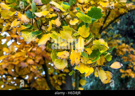 Liriodendron Tulipifera 'Fastigiatum', Tulpenbaum in herbstlichen Farben Stockfoto