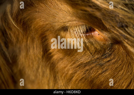 Auge einer Highland Kuh. Stockfoto