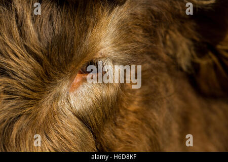 Auge einer Highland Kuh. Stockfoto