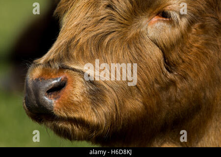 Gesicht einer Highland Kuh. Stockfoto