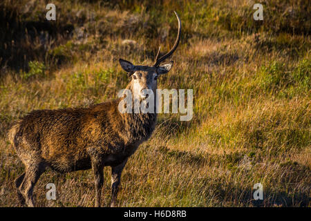 Red Deer Hirsch mit nur einem Geweih auf Heideland. Stockfoto