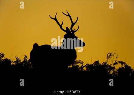 Rotwild-Hirsch im Silhouette mit goldenem Hintergrund. Stockfoto