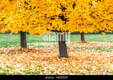 Norwegen Ahornbäume Acer platanoides im Herbst Farbe Blätter auf Der Boden Stockfoto