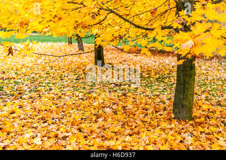 Norwegen Ahornbäume Acer platanoides im Herbst Blätter auf der Masse Stockfoto