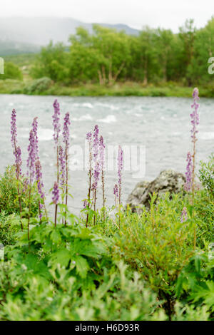 Rittersporn blüht auf in den norwegischen Bergen im Jotunheimen Nationalpark am Fluss Sjoa. Stockfoto