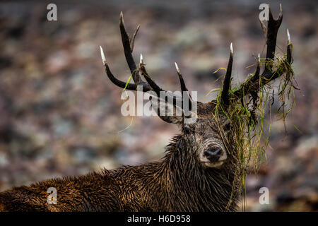 Red Deer Hirsch mit Schutt von Geweih hängen. Stockfoto