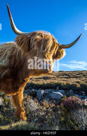 Highland Kuh Blick in die Kamera. Stockfoto