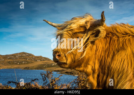 Highland Kuh mit kleinen Loch im Hintergrund. Stockfoto