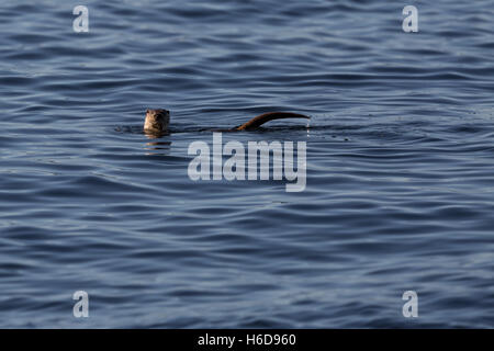 Sea Otter Schwimmen im Meer (Atlantischer Ozean). Stockfoto