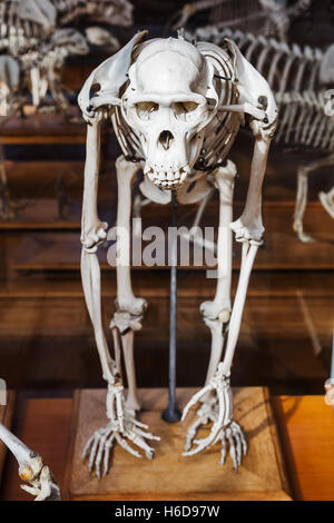 Skelette von Tieren in der Galerie für Paläontologie und der vergleichenden Anatomie in Paris, Frankreich Stockfoto