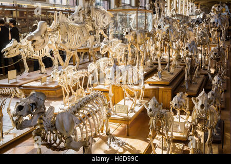 Skelette von Tieren in der Galerie für Paläontologie und der vergleichenden Anatomie in Paris, Frankreich Stockfoto