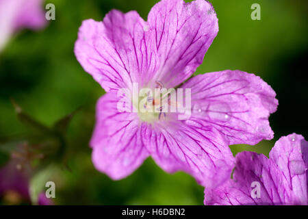 Kleine rosa Blume mit grünem Hintergrund und Wasser Tropfen auf den Blättern. Stockfoto