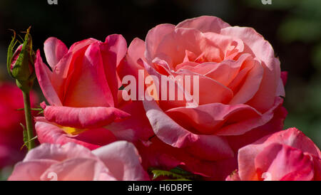 Rose silbernes Jubiläum Stockfoto