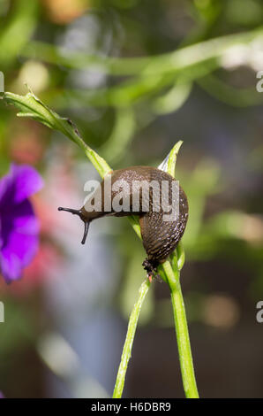 Schwarze Schnecke (Arion Ater) Stockfoto