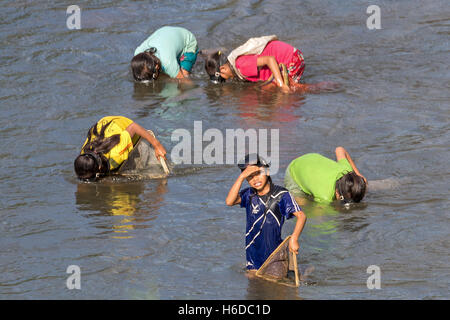 Mädchen sammeln Essbares Wasser Unkraut, Ban Phavie Dorf, Khmu / Khamu Menschen, in der Nähe von Muang La, Oudomxay Provinz, Laos Stockfoto