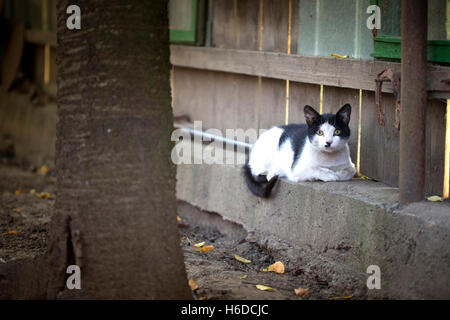 Katze sitzt auf einem Zaun und Blick in die Kamera Stockfoto