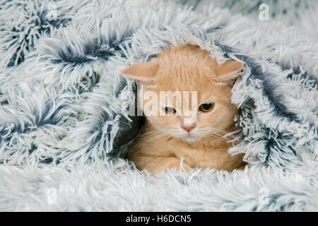 Niedliche wenig roten Kätzchen spähen aus unter die weiche warme blaue Decke Stockfoto