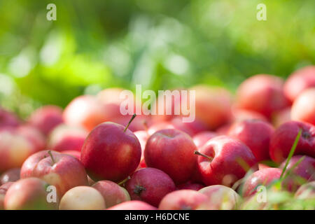 Rote Äpfel auf dem Rasen im Obstgarten Stockfoto