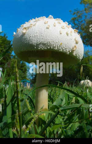 Pilzzucht in meinem Rasen. Stockfoto