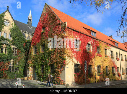 Magdeburg, Deutschland. 23. Oktober 2016. Wilder Wein Klettert bin am 23.10.2016 in Seiner Vollen Laubfärbung ein Einer Fasssade in Magdeburg(Sachsen-Anhalt) Verwaltungsgebäude des Dom machen. Foto: Peter Gercke/ZB Foto: Peter Gercke/Dpa-Zentralbild/Picture Alliance/Dpa (c) ZB-FUNKREGIO OST - Honorarfrei Nur Für Bezieher des ZB-Regiodienstes © Dpa/Alamy Live-Nachrichten Stockfoto