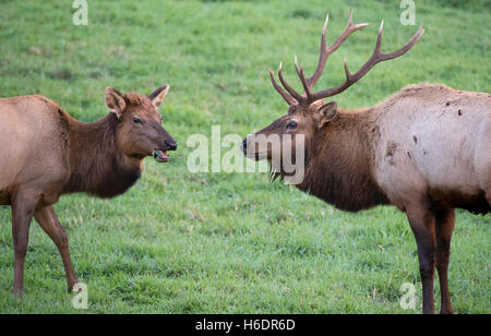 Reedsport, Oregon, USA. 17. November 2016. Ein paar wilde Roosevelt Elk stehen in einem Feld bei einem Tierbeobachtungen Reedsport in der Nähe. Mit Beginn der Paarungszeit war der große Stier Elch einem wachsames Auge die Weibchen im Rudel halten. Elch-Stiere wiegen in der Regel zwischen 700 und 1100 Pfund. © Robin Loznak/ZUMA Draht/Alamy Live-Nachrichten Stockfoto