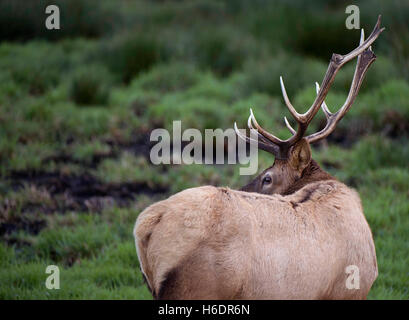 Reedsport, Oregon, USA. 17. November 2016. Eine wilde Roosevelt Elk Stand in einem Feld bei einem Tierbeobachtungen Reedsport in der Nähe. Mit Beginn der Paarungszeit war der große Stier Elch einem wachsames Auge die Weibchen im Rudel halten. Elch-Stiere wiegen in der Regel zwischen 700 und 1100 Pfund. © Robin Loznak/ZUMA Draht/Alamy Live-Nachrichten Stockfoto