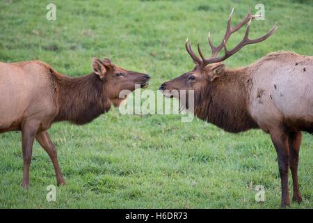 Reedsport, Oregon, USA. 17. November 2016. Ein paar wilde Roosevelt Elk stehen in einem Feld bei einem Tierbeobachtungen Reedsport in der Nähe. Mit Beginn der Paarungszeit war der große Stier Elch einem wachsames Auge die Weibchen im Rudel halten. Elch-Stiere wiegen in der Regel zwischen 700 und 1100 Pfund. © Robin Loznak/ZUMA Draht/Alamy Live-Nachrichten Stockfoto