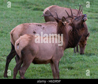 Reedsport, Oregon, USA. 17. November 2016. Eine wilde Roosevelt Elk zeigt für ein Weibchen, wie sie in einem Feld bei einem Tierbeobachtungen Reedsport in der Nähe stehen. Mit Beginn der Paarungszeit war der große Stier Elch einem wachsames Auge die Weibchen im Rudel halten. Elch-Stiere wiegen in der Regel zwischen 700 und 1100 Pfund. © Robin Loznak/ZUMA Draht/Alamy Live-Nachrichten Stockfoto