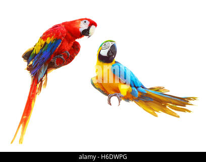 Zwei bunte rote Papageien Ara isoliert auf weißem Hintergrund Stockfoto