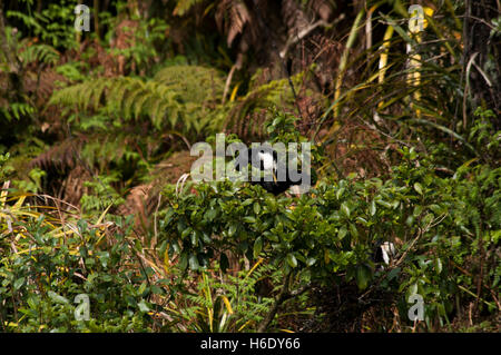 Australische Pied Kormoran Phalocrocorax Varius nisten an Waitangiroto Flussmündung auf Neuseelands Südinsel. Stockfoto