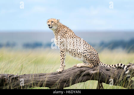 Gepard (Acinonix Jubatus) sitzen auf umgestürzten Baum, Masai Mara National Reserve, Kenia Stockfoto